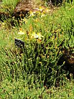 Hypericum Olympicum (fam. Guttiferes) (Asie Mineure) (01) (Photo F. Mrugala)